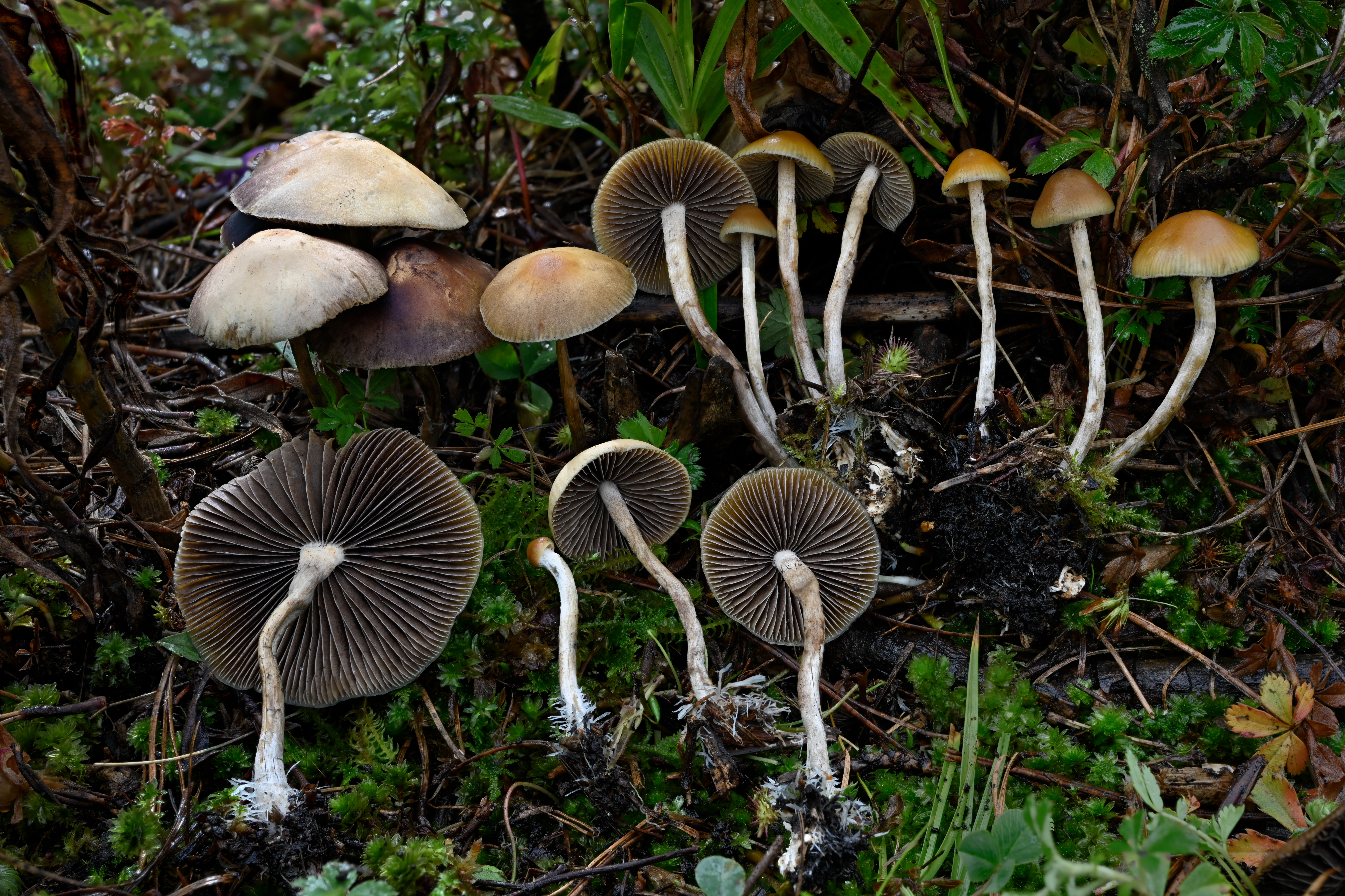 Aztec God (Psilocybe Aztecorum)